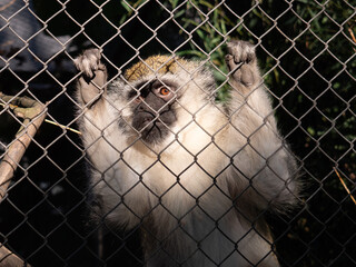 Vervet monkey in a zoo cage, with his hands on the metal , looking out.