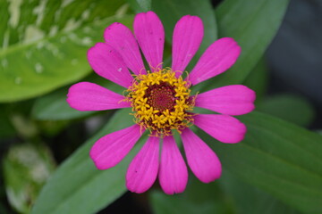 Beautiful zinnia flower