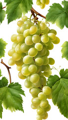 Obraz premium A bunch of green grapes with lush green leaves on a vine.