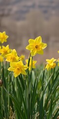 Obraz premium Vibrant yellow daffodil flowers blooming in a scenic field, fresh