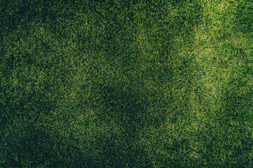 Grass field background, green grass, green background
