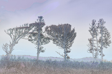 荒野に立つ木　落葉