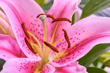 Pink lily, flowers and leaves closeup in nature for growth, bloom or sustainability on background. Floral lilium, oriental plants and garden for botany, eco friendly or texture pattern for decoration