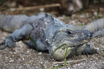 Fototapeta premium island land iguana