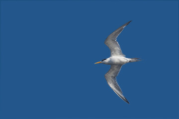 Obraz premium An Australian tern on the turn!