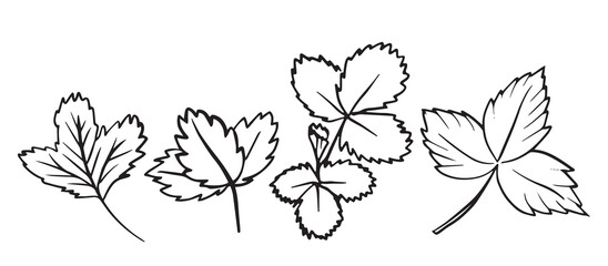 Strawberry leaf illustration set features detailed line art. Ideal for educational projects, gardening guides, and decorative art pieces.