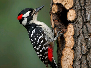 Red-cockaded Woodpecker (Picoides borealis) &ndash; An endangered woodpecker native to the southeastern U.S., known for its distinctive black-and-white plumage.