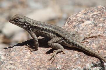 lizard on the stone