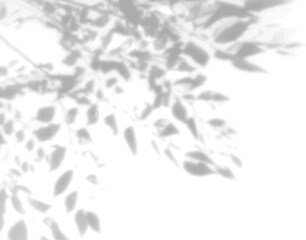 The shadow of many tree leaves on a white wall. Black and white image for photo overlay or mockup