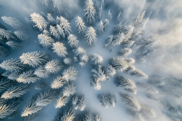 Snow covered evergreen trees in Lithuania
