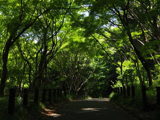 北の丸公園の散歩道