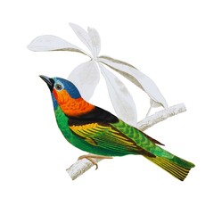  beautiful birds wildlife