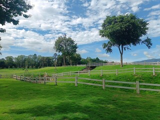Fototapeta premium landscape with trees