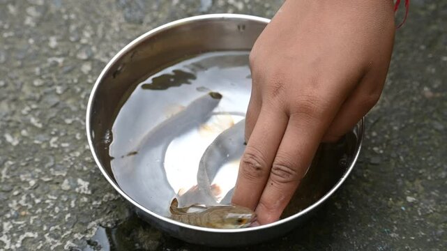Snakehead or Channa orientalis fish. 
Channa&nbsp;is a&nbsp;genus&nbsp;of predatory&nbsp;fish&nbsp;in the&nbsp;family&nbsp;channidae, native to fresh water habitats in asia. Asiatic Snakehead slow motion video.
