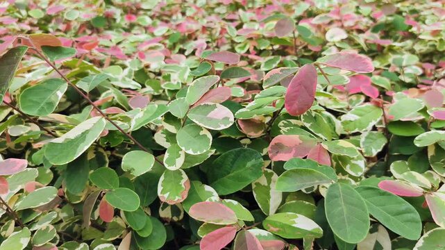 Breynia Nivosa with beautiful combination of leaf colors. Consisting of combination of green, white and pink. breynia pink snow bush plant.