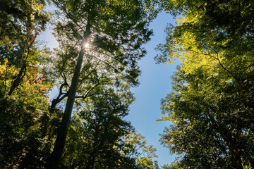 Obraz premium Trees in the forest