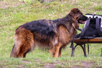 
 German shepherd on the grass guards a bag