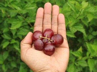 a sprig of red grapes is in a person's hand against a background of blurred greenery