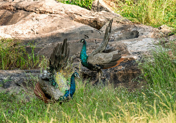 Fototapeta premium Peafowl with spread of tail feathers at Daroji Wildlife, Karnataka