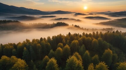 Obraz premium Aerial view of sunrise in the misty forest. Foggy golden sunset in mountains