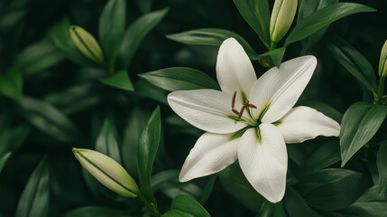 Obraz premium A close-up of a delicate white lily surrounded by lush green foliage and budding flowers, representing purity and natural beauty.