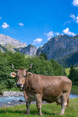 Naklejka premium Cows on a meadow. Holstein cow. Eco cow farming. Cows in a mountain field. Cows on a summer pasture. Landscape with herd of cow grazing on field with fresh grass.