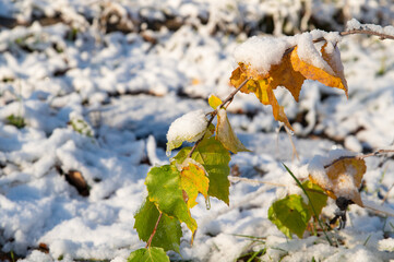 A birch branch with green and yellow leaves covered with snow