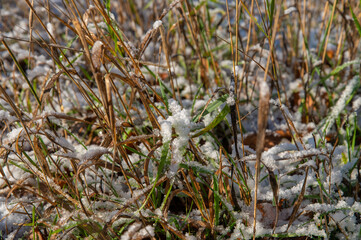 Autumn grass mixed with green stems covered with a layer of frost