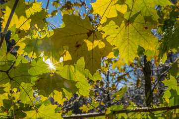 Yellow and green maple leaves through which the autumn sun shines