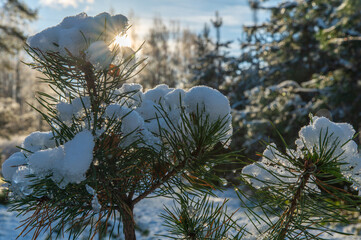 Branches of a young pine tree covered with early autumn snow