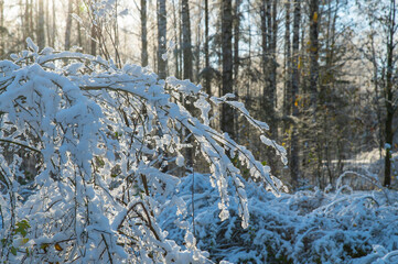 Bare branches of bushes, bent under the weight of ice and snow