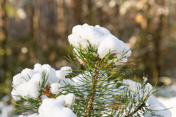 Branches of a young pine tree covered with early autumn snow