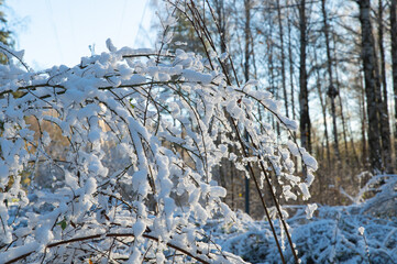 Bare branches of bushes, bent under the weight of ice and snow