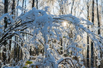 Bare branches of bushes, bent under the weight of ice and snow