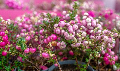 Obraz premium Pink gaulteria on a green natural background