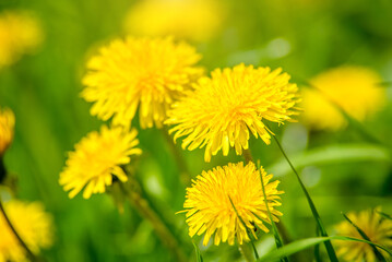 Naklejka premium Yellow dandelions blooming on grass background 