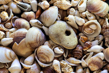 seashells on the beach