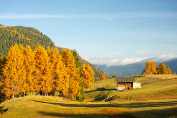 Fototapeta premium The Larch tree at Alpe di Siusi the high plateau in the heart of the Dolomites is a natural paradise in autumn