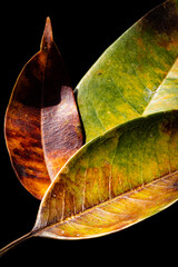 leaf on black background