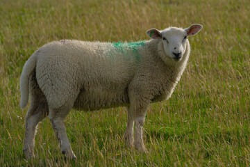 Fototapeta premium Long haired sheep with copper bell in herd on pasture. The sheep in the meadows. Sheep pasture on an farm, close up. Sheep eating grass on a field. Sheeps grazing.