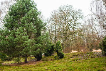 Obraz premium path in the forest