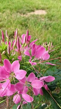 The spider flower (scientific name: Cleome spinosa Linn.) is a flower favored by stingless bees.
