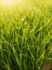 Obraz premium Green lush grass background with soft focus blurred bokeh lights and warm sun flare, garden, summer