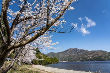 三方五湖・水月湖畔の桜