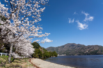 三方五湖・水月湖畔の桜