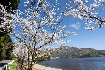 三方五湖・水月湖畔の桜