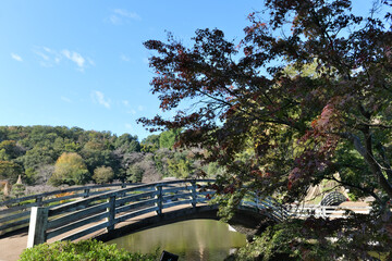 町田薬師池公園のタイコ橋と紅葉
