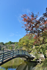 町田薬師池公園のタイコ橋と紅葉
