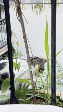 A cat peeks through a fence, watching something beyond the frame.