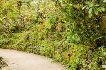 Obraz premium path in the forest